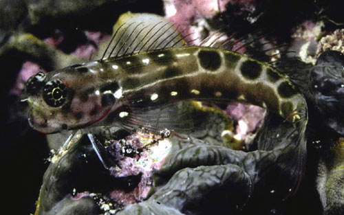 Ecsenius sellifer